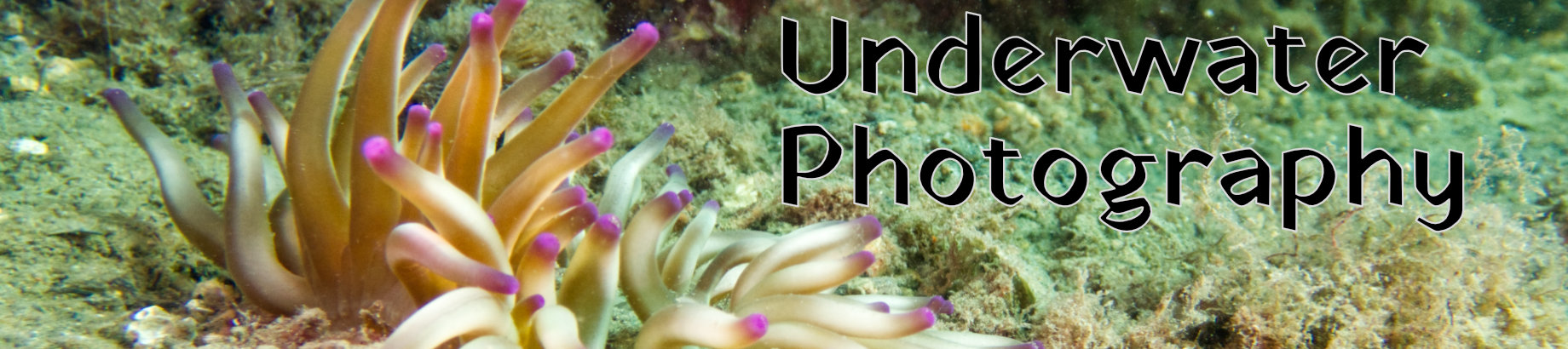 Underwater Photography Header